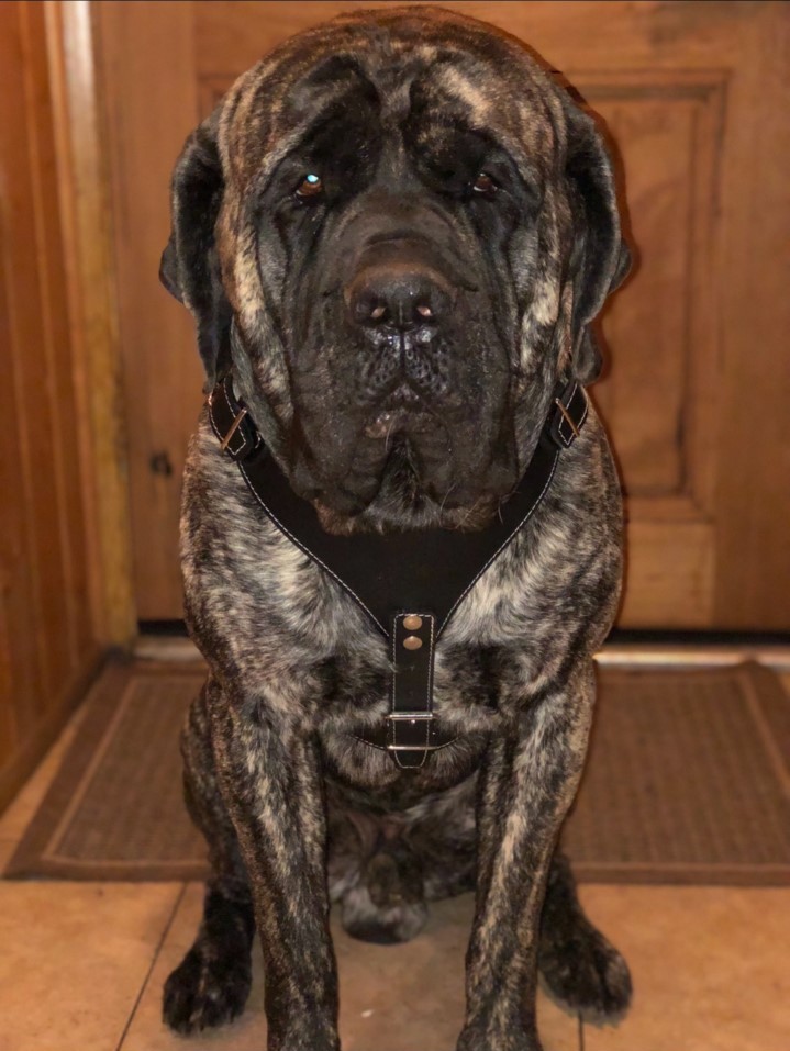 English Mastiff
