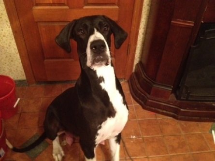 Harley Quinn Thomas 16