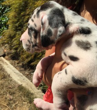 IMG_20170830_233712_01