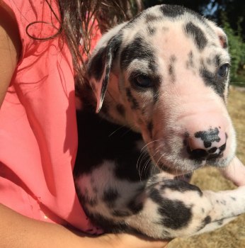 IMG_20170830_233715_01