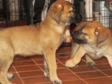 Kendall's Puppy IMG_1193