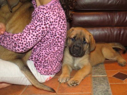 Kendalls Puppy IMG_1215